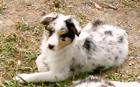 holly1.jpg