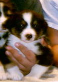 littyboy.jpg